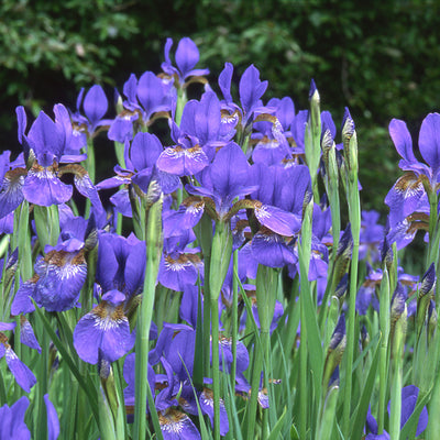 Playlist: Spring Mix